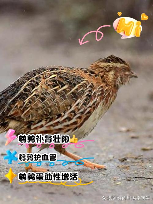 养殖鹌鹑最基本常识