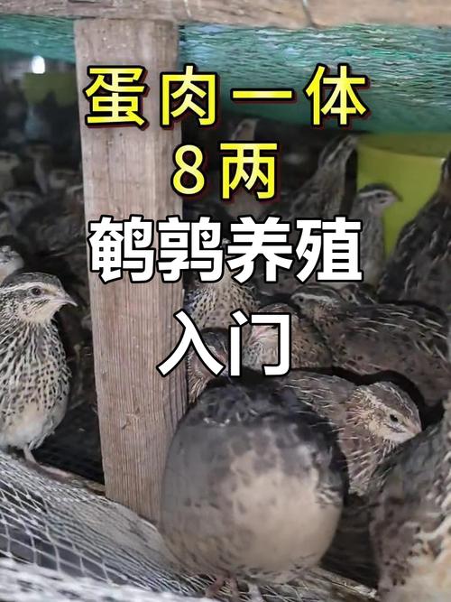养殖鹌鹑最基本常识