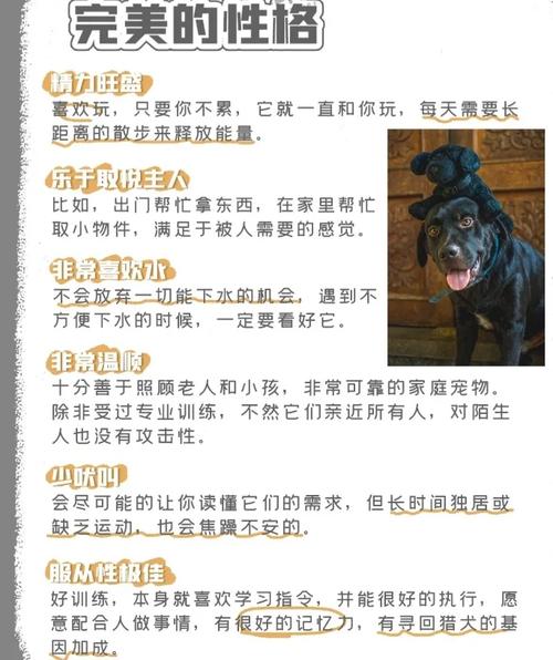 拉布拉多犬生病常识