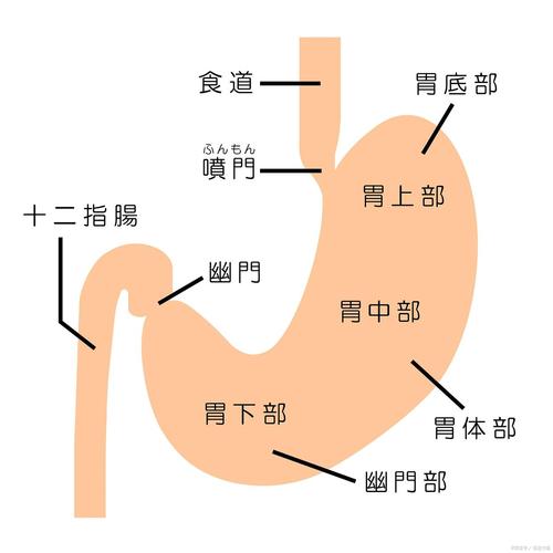 中医胃肠基本常识图