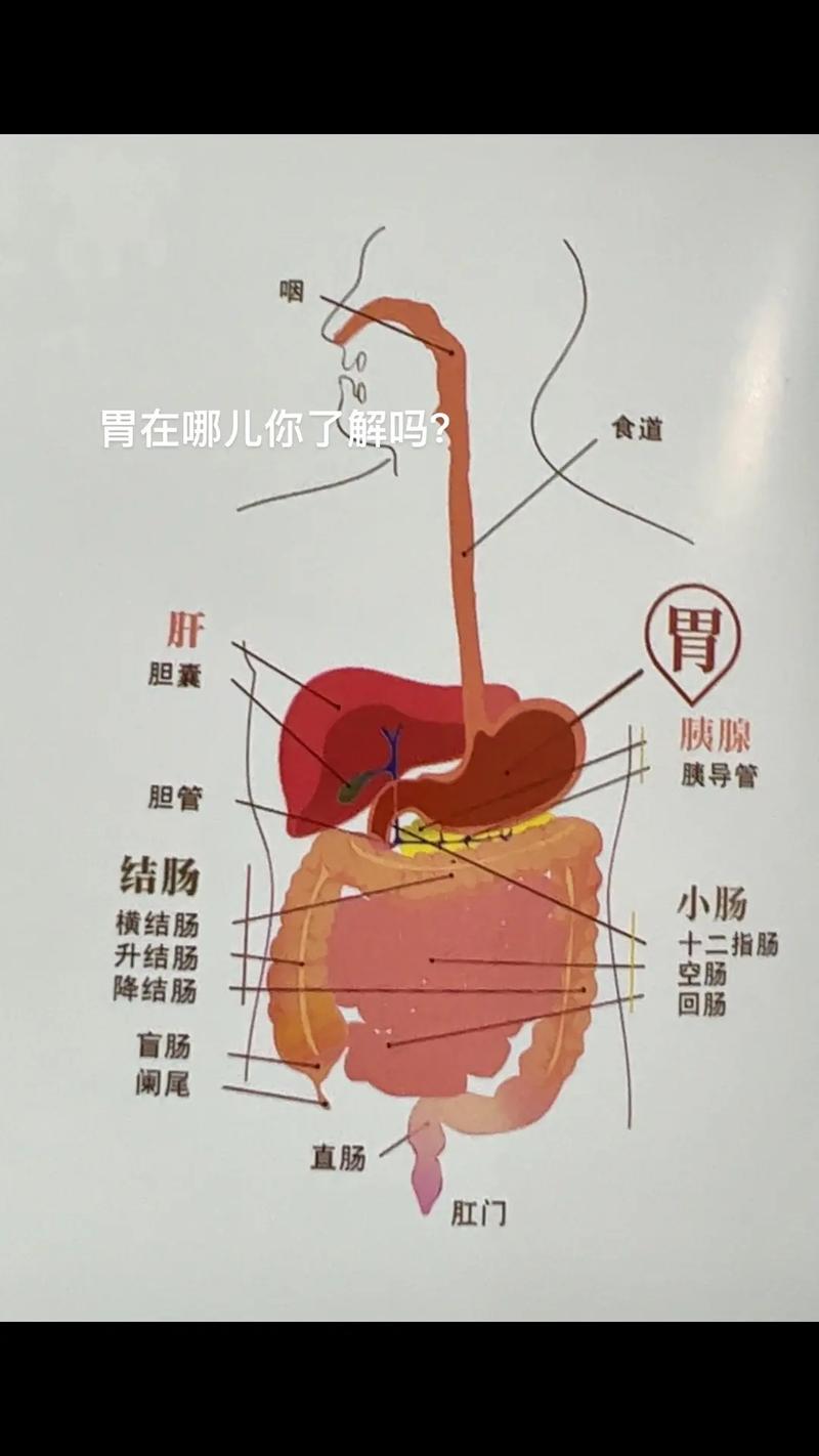 中医胃肠基本常识图