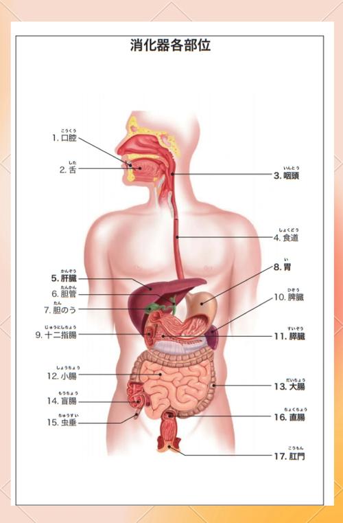 中医胃肠基本常识图