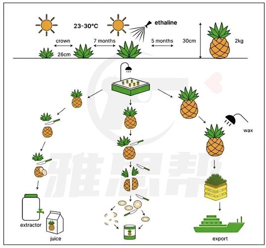 雅思作文发展农业